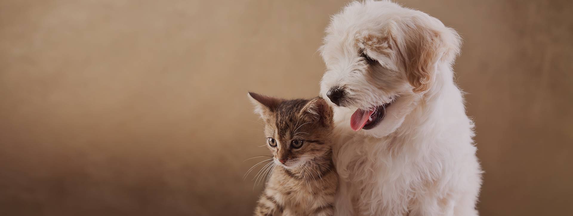 North Iredell Animal Hospital | Statesville's Best Veterinary Care