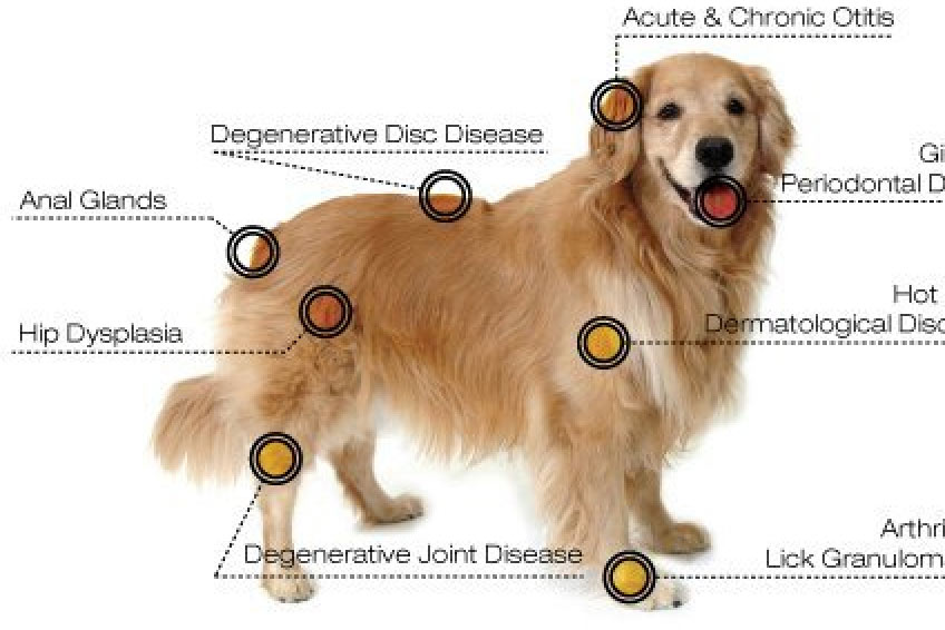 North Iredell Animal Hospital
