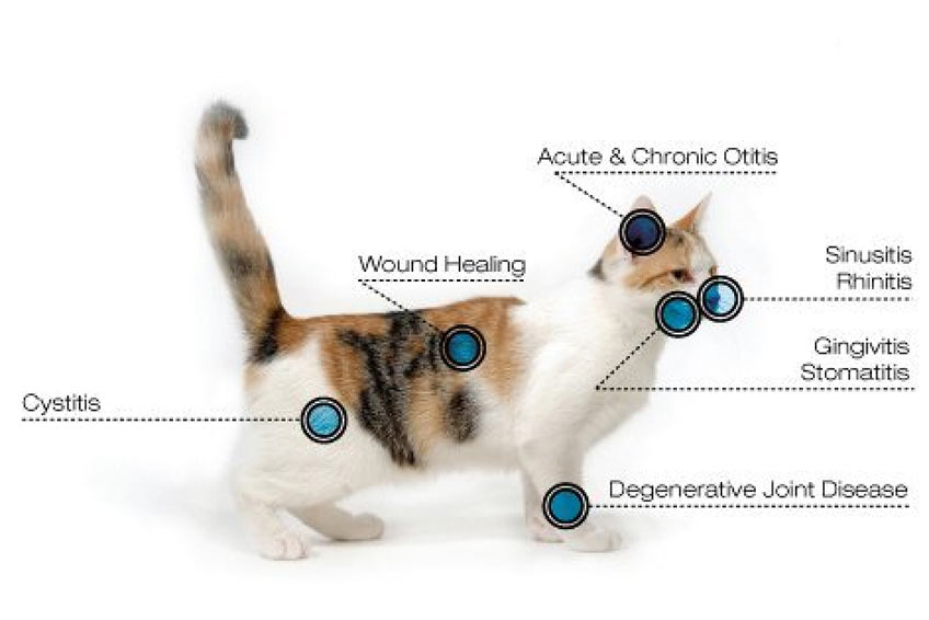 North Iredell Animal Hospital