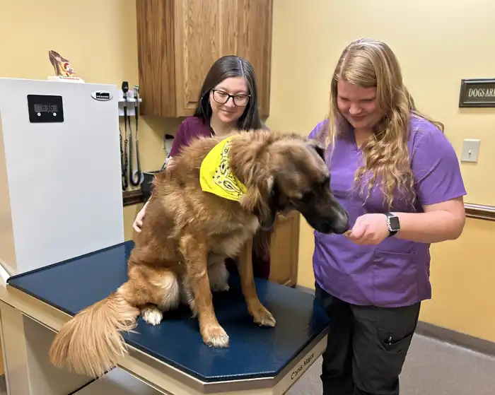 animal-care Veterinary staff treating dog.