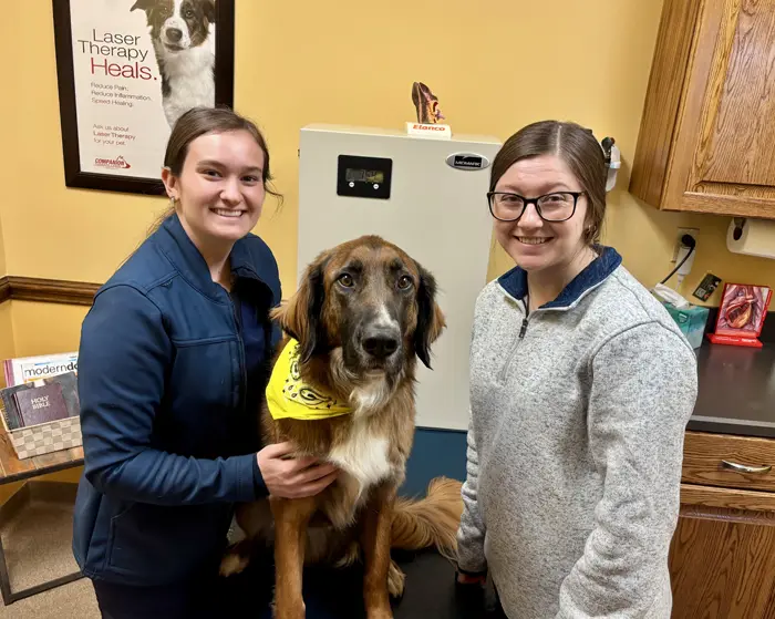 Veterinary staff treating dog.
