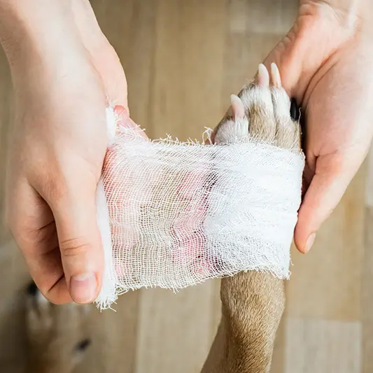 North Iredell Animal Hospital