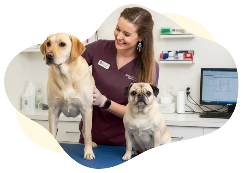 North Iredell Animal Hospital