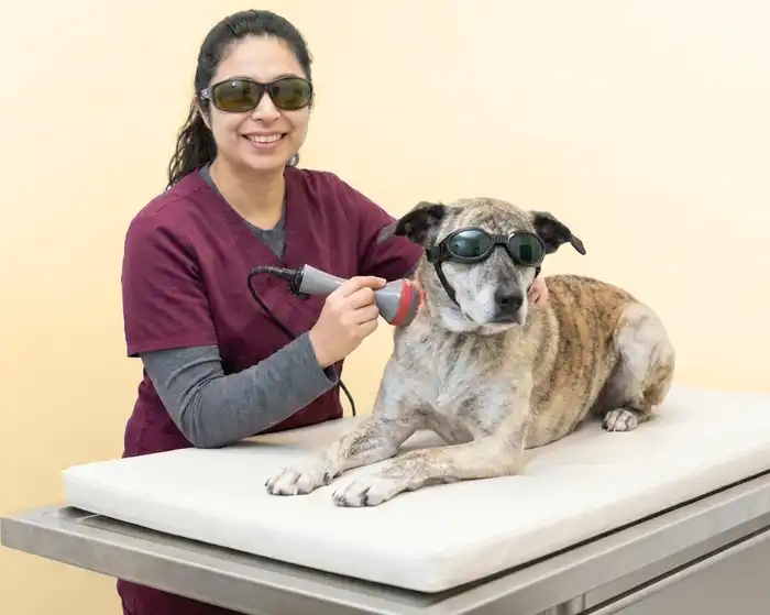 Companion animal laser therapy.