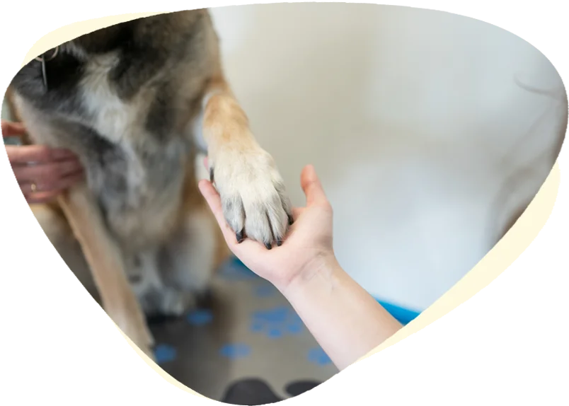 North Iredell Animal Hospital