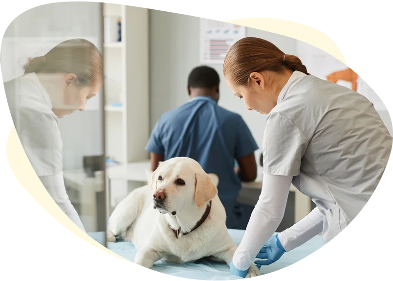 North Iredell Animal Hospital