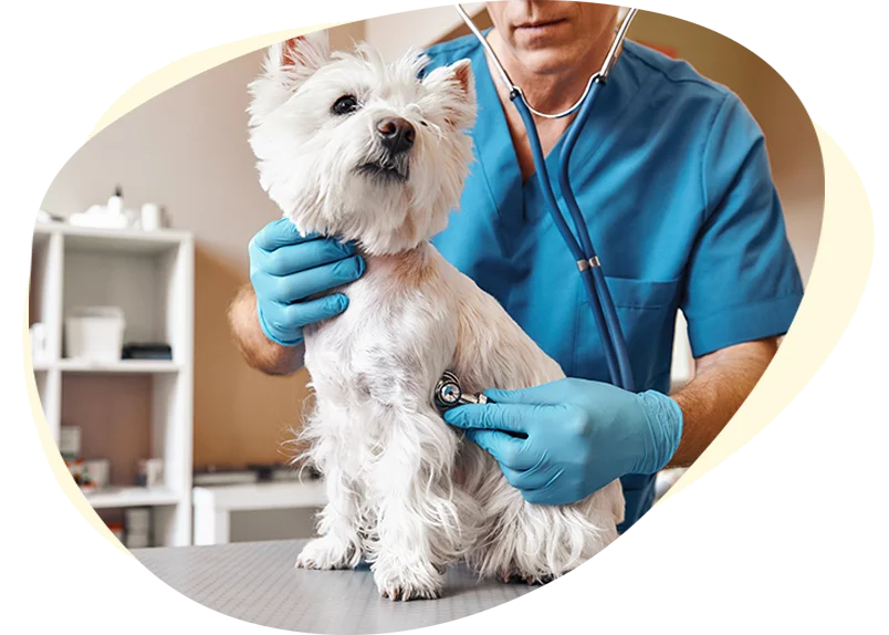 ni-animal-hospital-hero-services1 North Iredell Animal Hospital