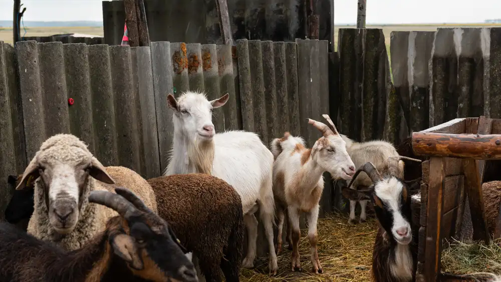 Farm animals in barn.