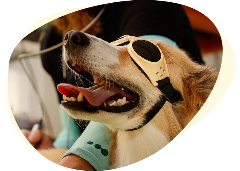Dog receiving laser therapy