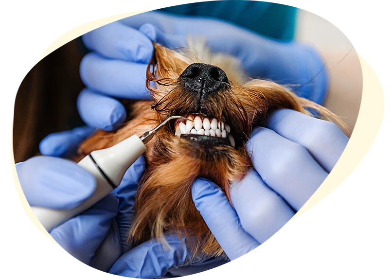 Veterinarian cleaning dog's teeth.
