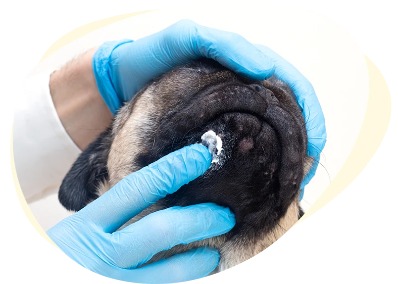 Applying a cream to a rash in dog's skin