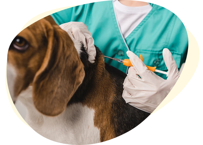 North Iredell Animal Hospital