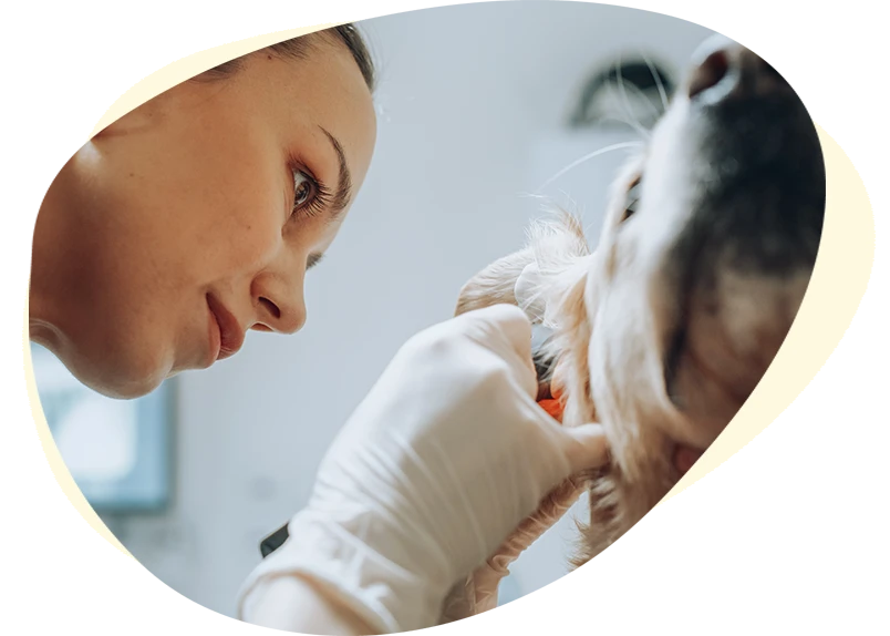 North Iredell Animal Hospital