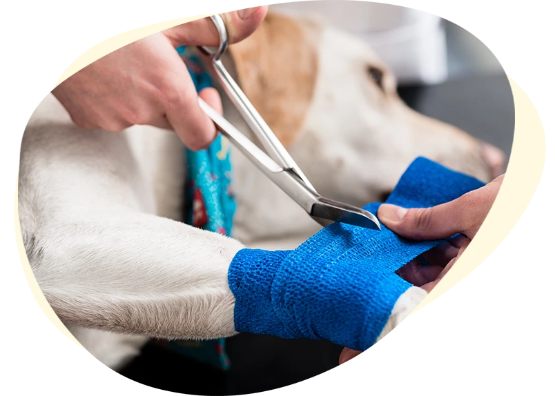 North Iredell Animal Hospital