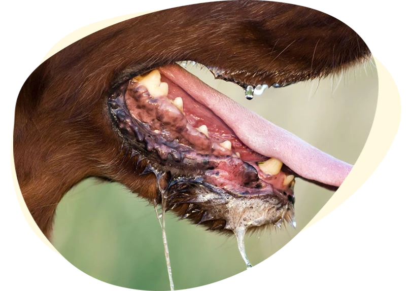 North Iredell Animal Hospital