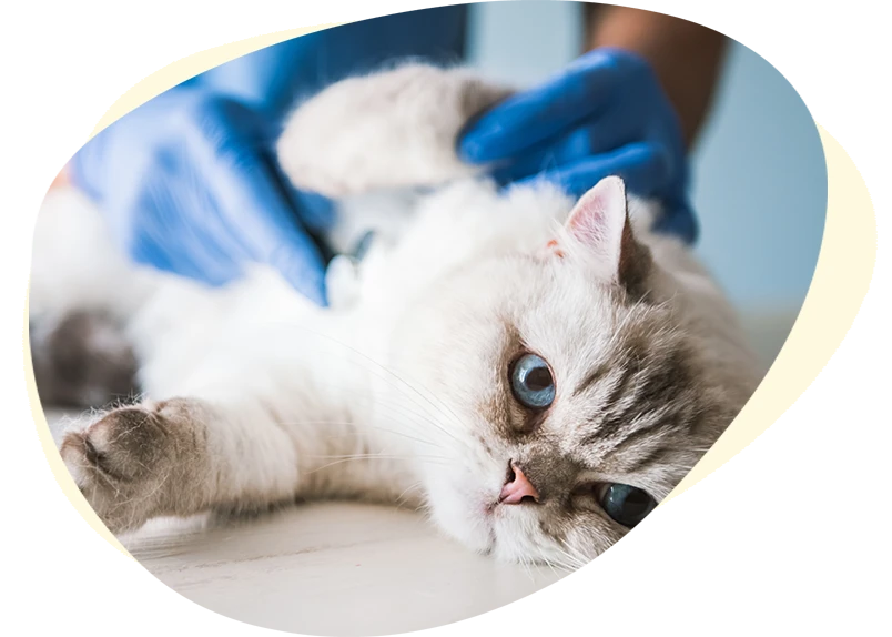 Senior cat on veterinary table.