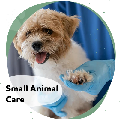 small-animal-label North Iredell Animal Hospital