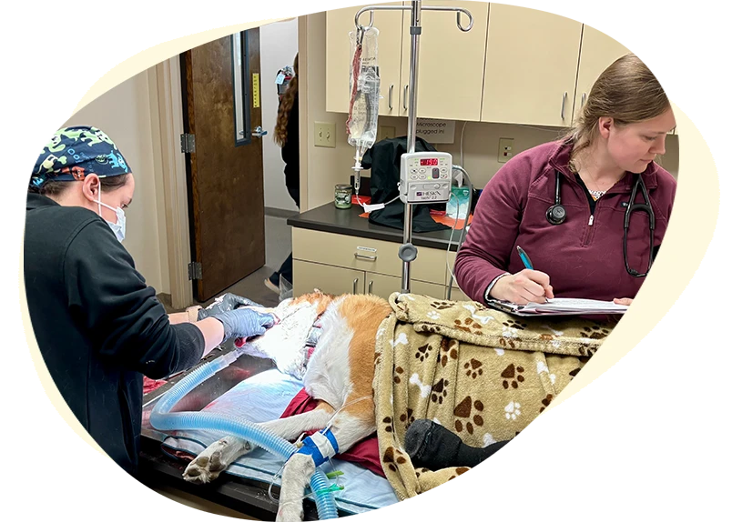 Dr. Thompson performing surgery in a dog.