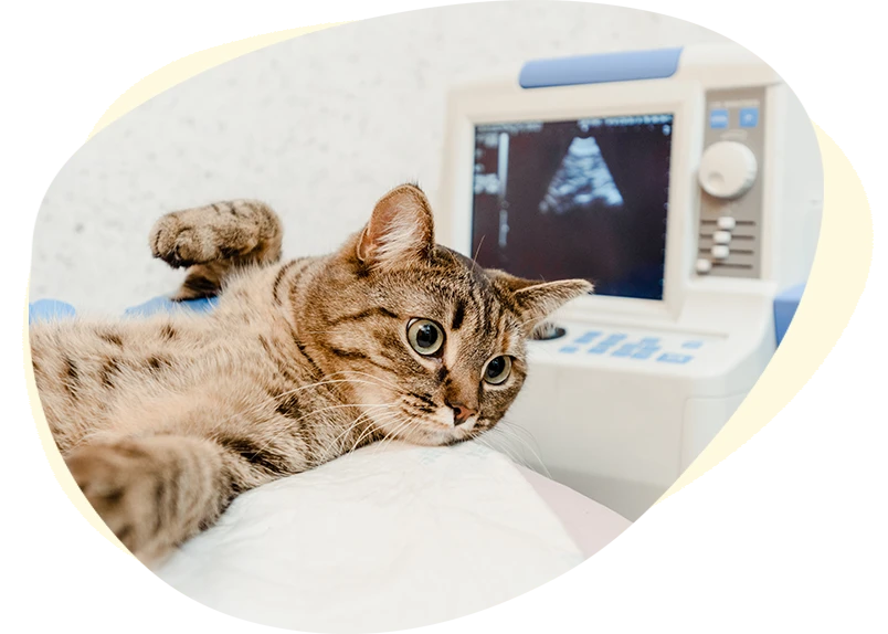 Cat getting at veterinary clinic.