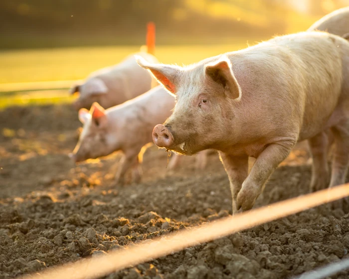 Veterinarian doctor with big dog.
