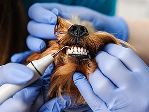 Dental Care