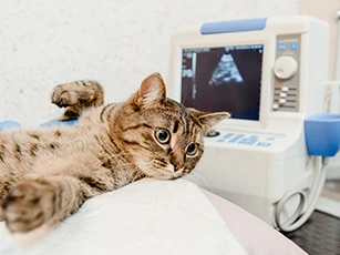Diagnostics
