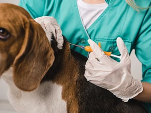 Microchipping