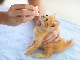 New Puppy & Kitten Wellness Visits