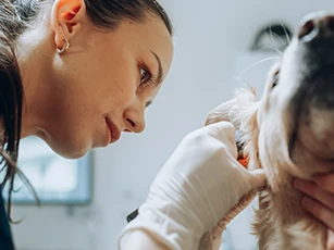Preventative and Wellness Care