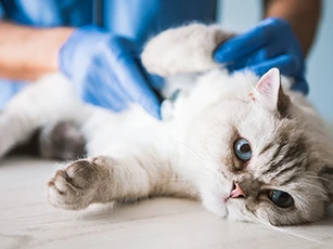 Senior Pet Care